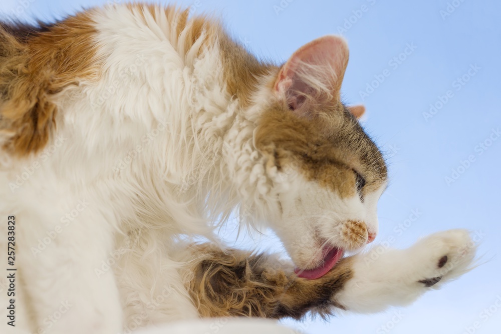 Tricolor cat tongue sticking out with foot lying on the windowsill, background blue sky. Tricolor cat tongue sticking out with foot lying on the windowsill, background blue sky.