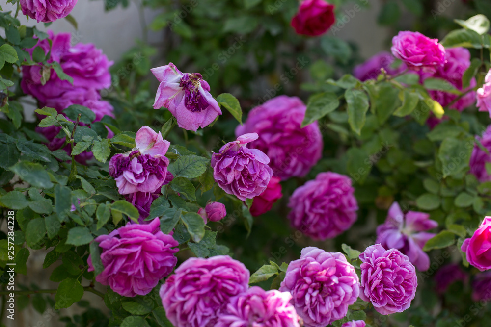 Colorful Pink Red Yellow White Rose and Flowers Colorful Pink Red Yellow White Rose and Flowers