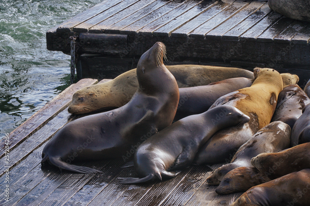 Fototapeta premium sea lions on the beach