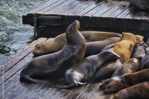 sea lions on the beach