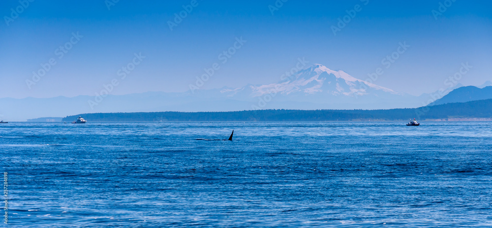 The fin of a male Orca whale near Vancouver Island. Mt Baker is visible in the background.