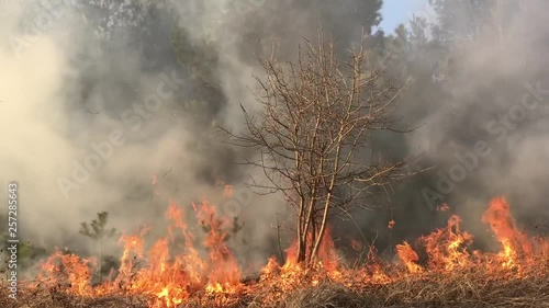 wildfire, forest fire,