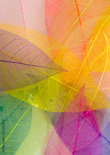 Skeleton frameleaf abstract background