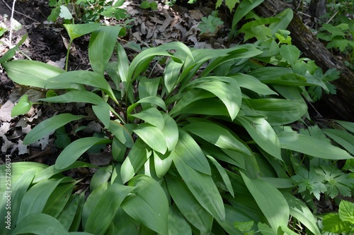 Wild leeks (Ramps) Allium tricoccum
