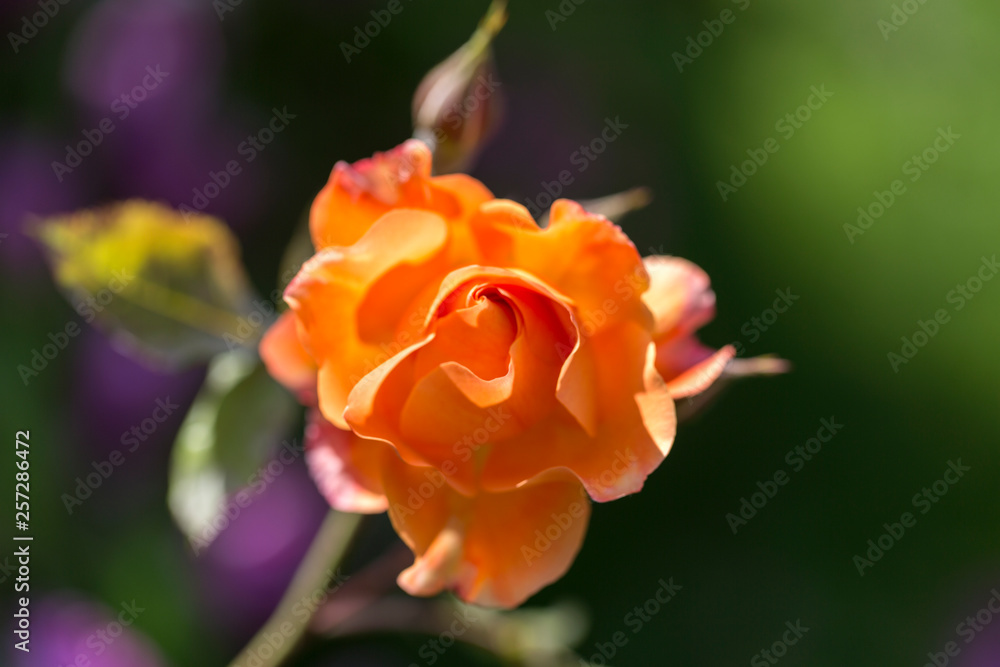 Colorful Pink Red Yellow White Rose and Flowers Colorful Pink Red Yellow White Rose and Flowers