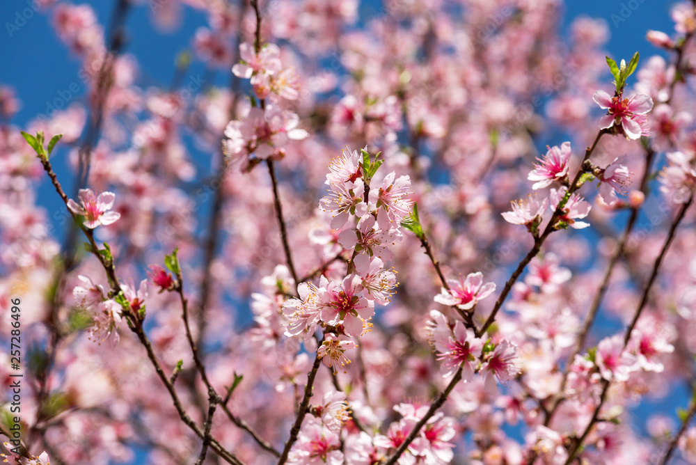 Close up of Pink Blossom Cherry Tree Branch, Sakura Flowers. Close up of Pink Blossom Cherry Tree Branch, Sakura Flowers.