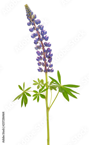 Foto Lupinus flower isolated
