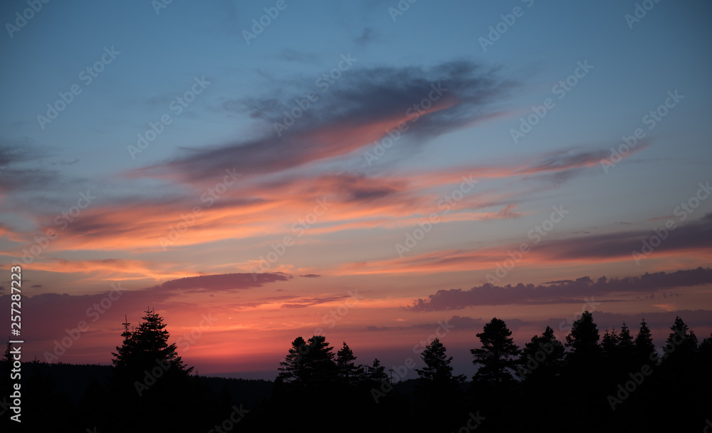calm sunset view over a pine forest