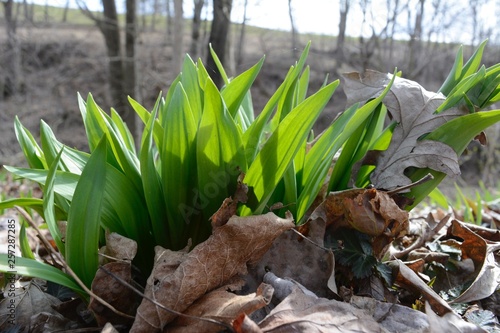 Wild leeks (Ramps) Allium tricoccum
