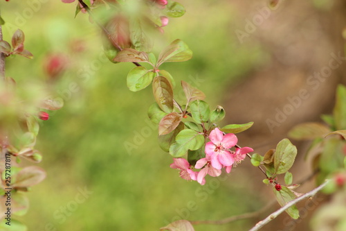 Cherry Blossom spring season