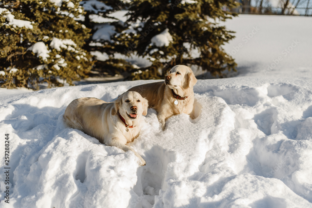 two labrador dogs in the snow, dogs walk in winter two labrador dogs in the snow, dogs walk in winter