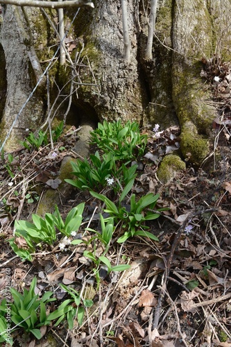 Wild leeks (Ramps) Allium tricoccum