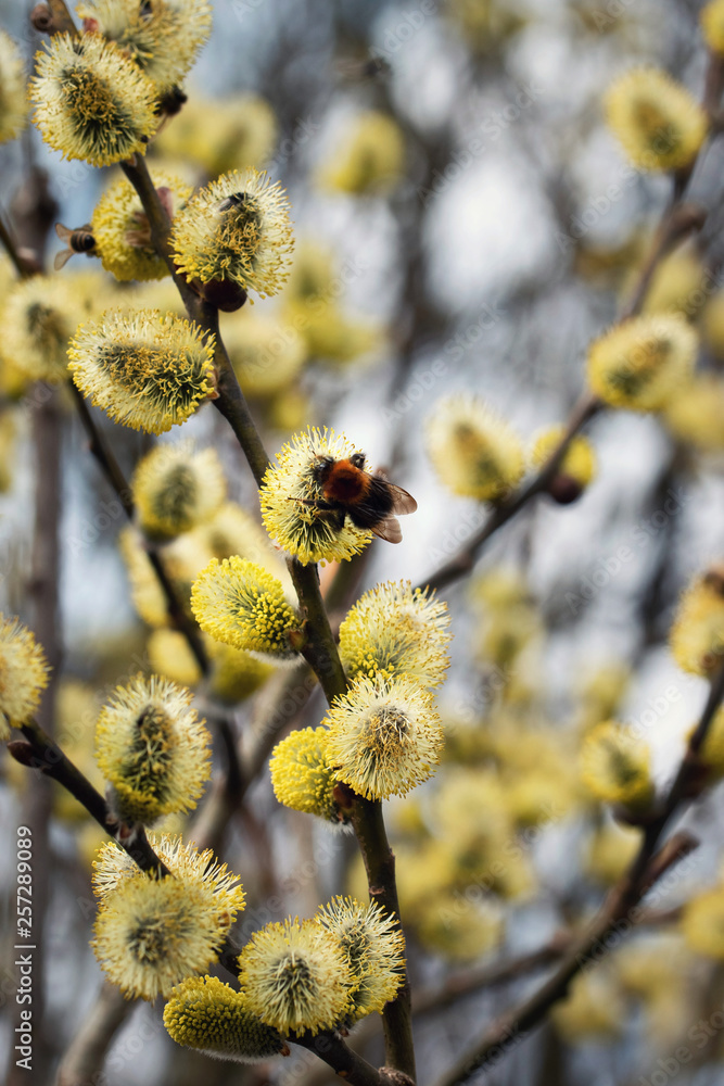 bumblebee is feeding on willow bumblebee is feeding on willow