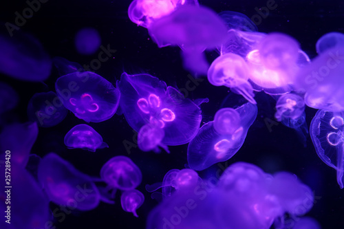 Beautiful jellyfish, medusa in the neon light with the fishes. Underwater life in ocean jellyfish. exciting and cosmic sigh © Alexander