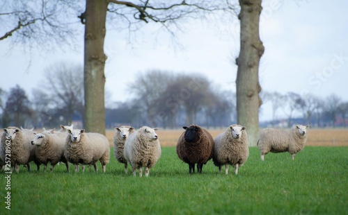 flock of sheep, black and white sheep