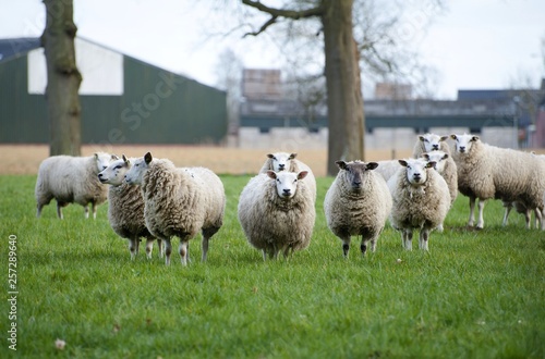 flock of sheep, black and white sheep