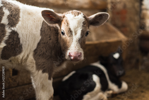 Cute calf looks into the object. A cow stands inside a ranch next to hay and other calves.