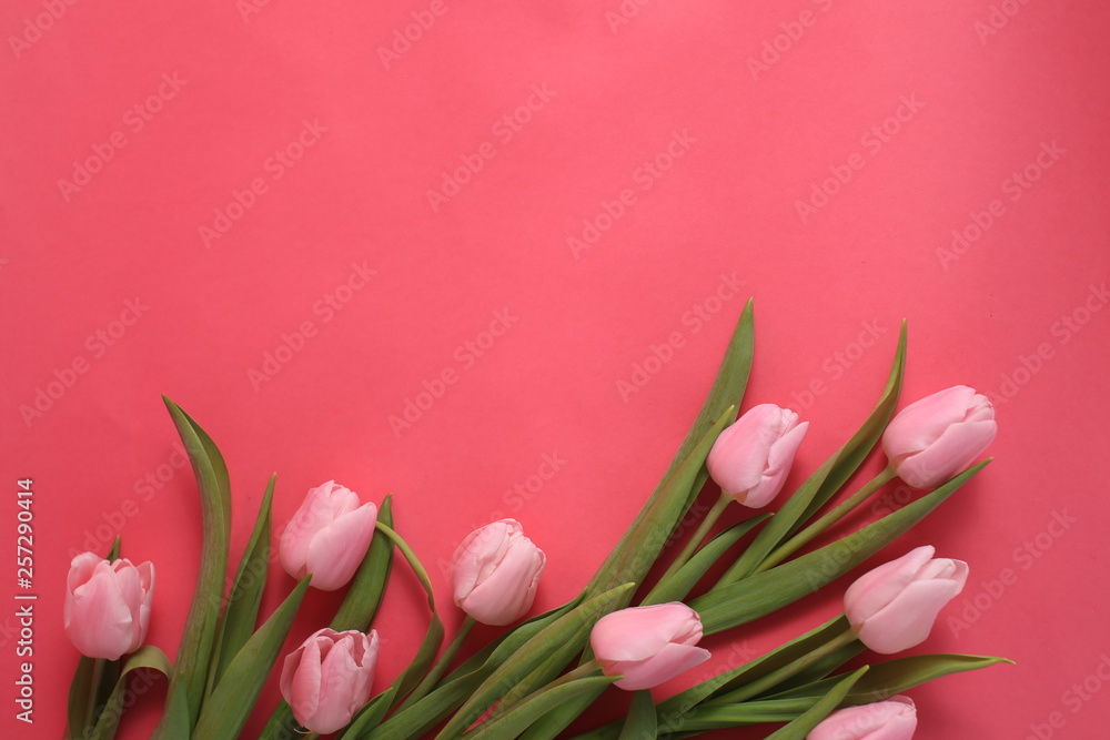 Obraz premium Nine beautiful pink tulips laying on pink background