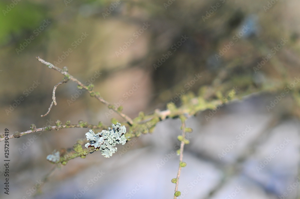 Hypogymnia physodes lichenized fungi growing on a branch. Lichen Hypogymnia physodes lichenized fungi growing on a branch. Lichen