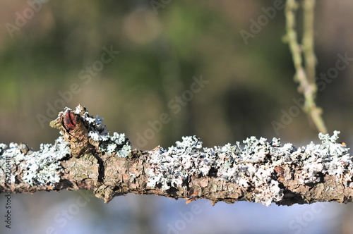 Hypogymnia physodes lichenized fungi growing on a branch. Lichen photo
