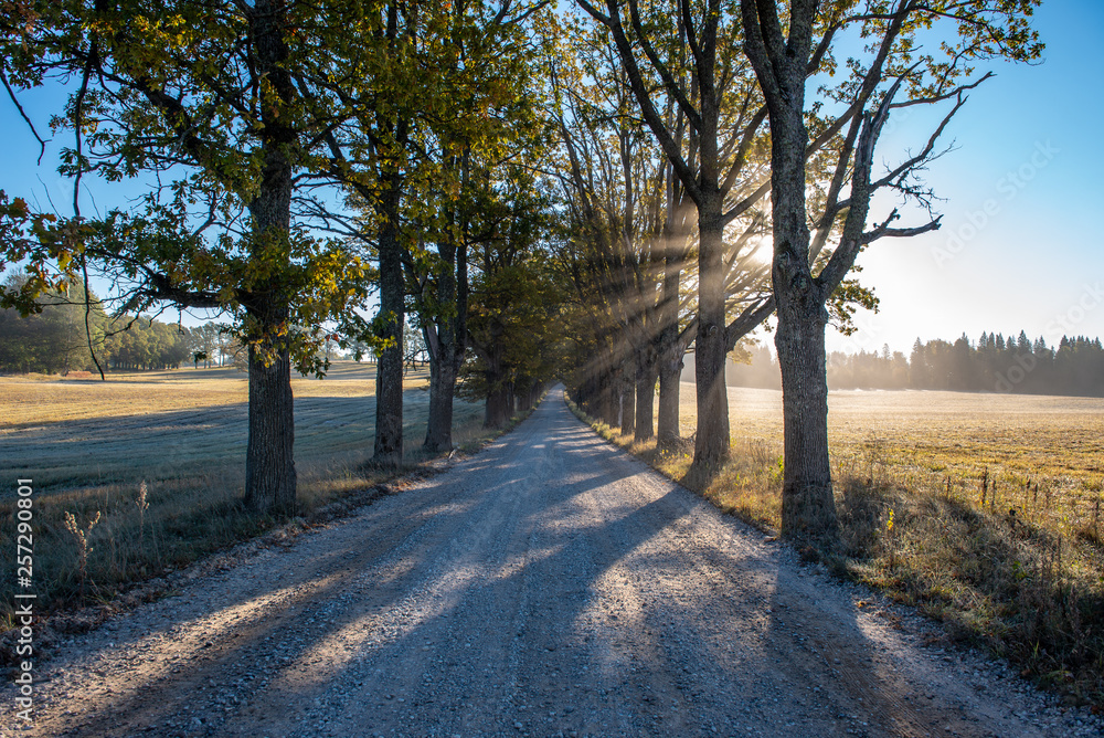 empty gravel road in autumn empty gravel road in autumn