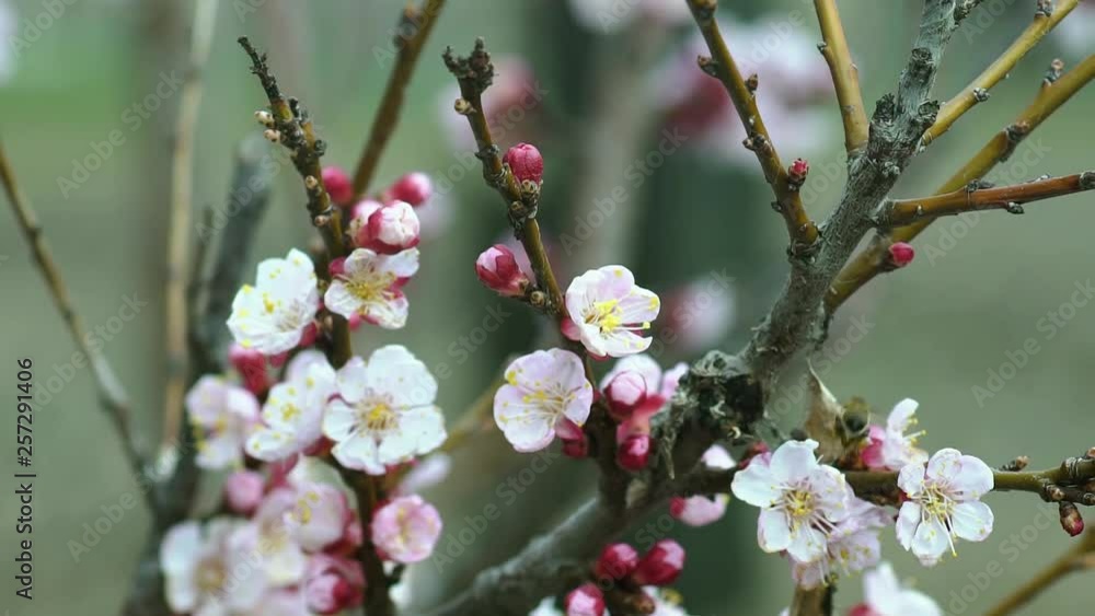 Bee on fruit blossoms