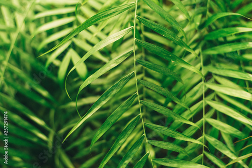 Green thin palm leaves plant growing in the wild, tropical forest plants, evergreen vines abstract color on a dark background.