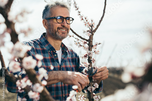 man pruning trees in fruit plantation photo