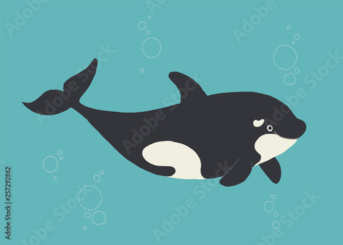 Vector whale killer in water. Flat orca swimming. Cartoon vector hand drawn eps 10 children s book illustration isolated on white background in a flat style.