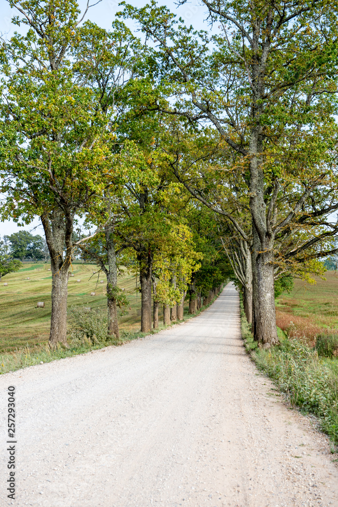 empty gravel road in autumn