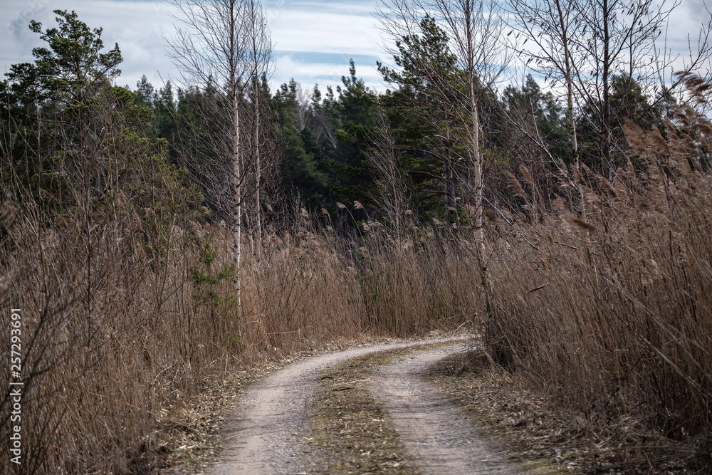 Fototapeta premium empty gravel road in autumn