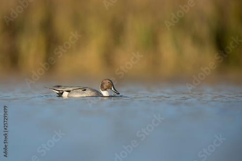 Northern Pintail Surfacing © rayhennessy