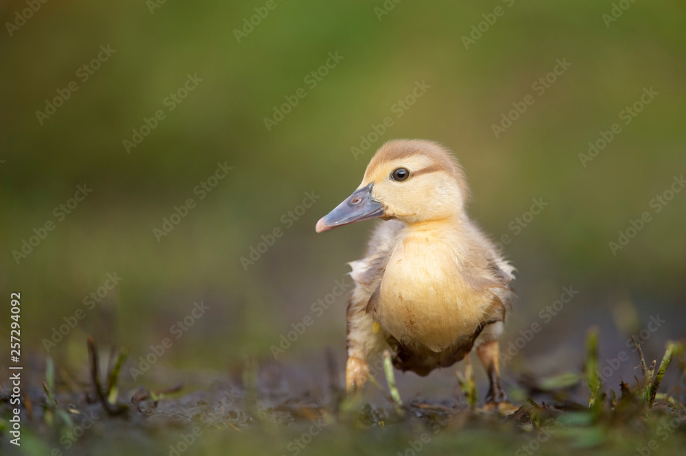 Cute Egyptian Gosling Cute Egyptian Gosling