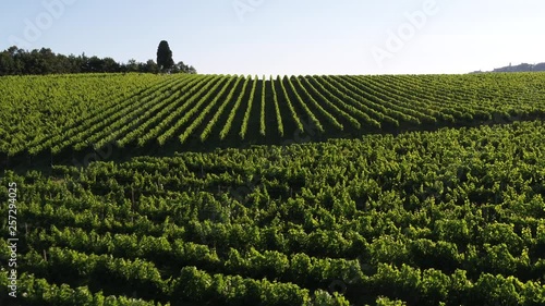 Vigneti a Montepulciano