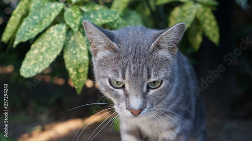 Pensive gray cat