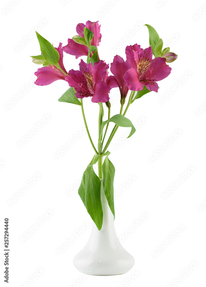 Beautiful pink alstramerus in white vase isolated on white background