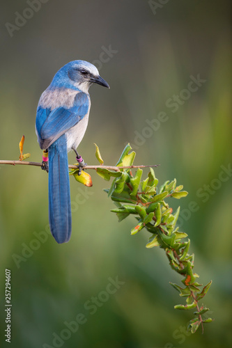 Florida Scrub Jay Portrait