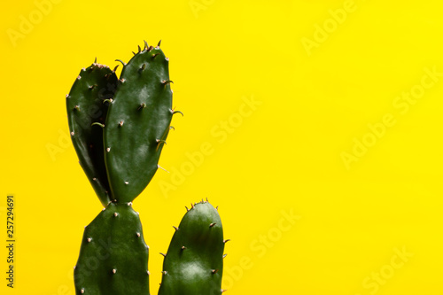 houseplant cactus at yellow background. template for design. copy space. photo