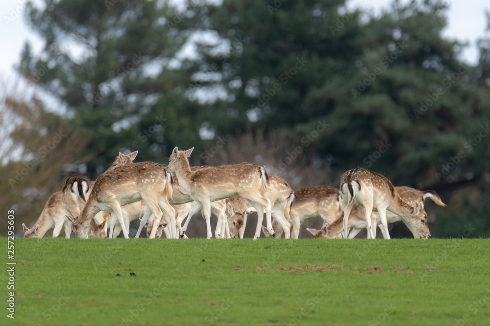 A group of Fallow deer in a meadow A group of Fallow deer in a meadow