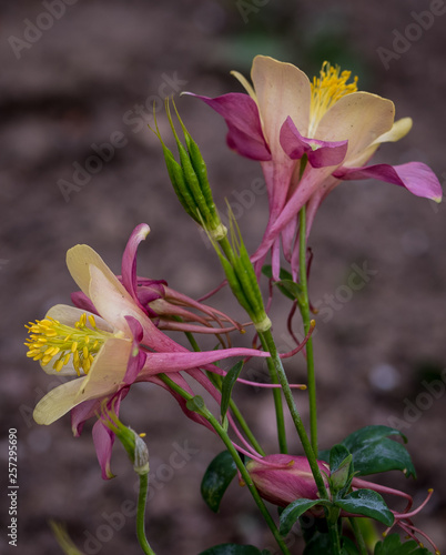 Colorado Columbine