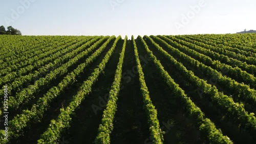 Vigneti a Montepulciano