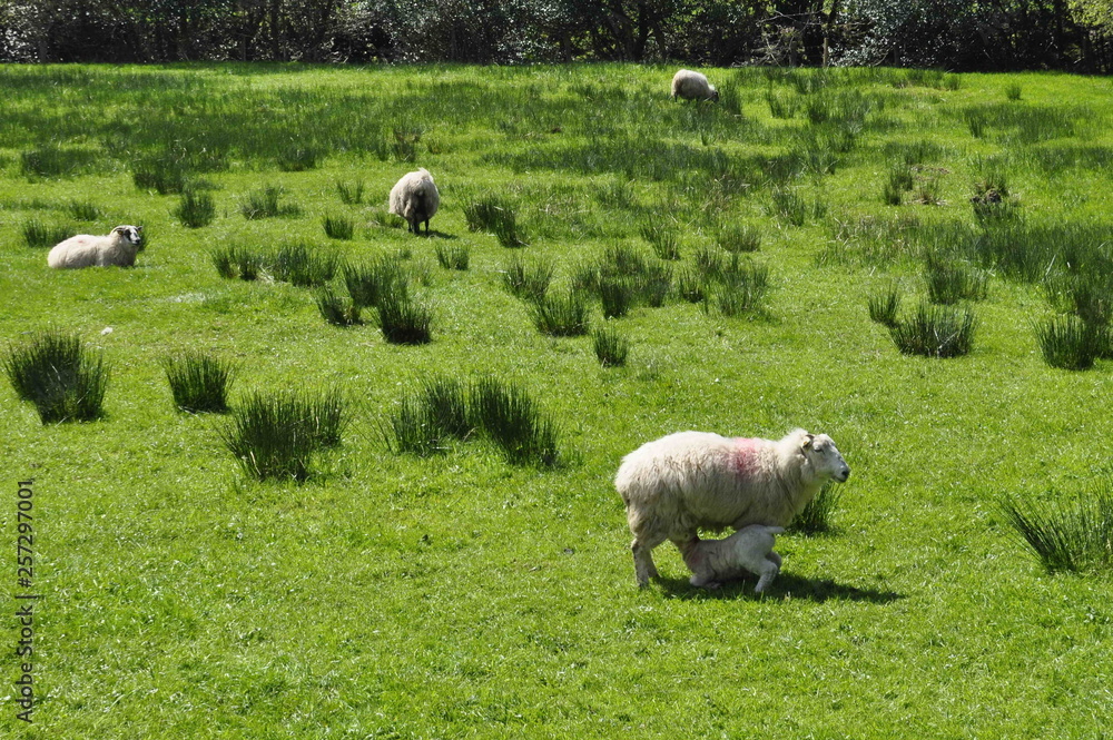 Fototapeta premium Sheeps on a field