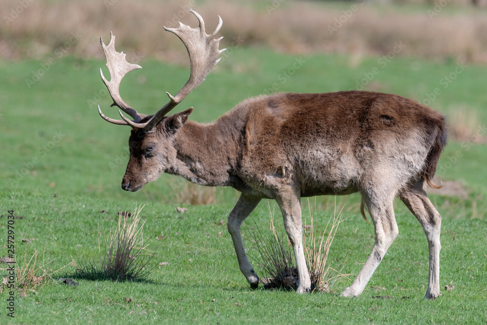 A male fallow deer walks through a grassy field A male fallow deer walks through a grassy field