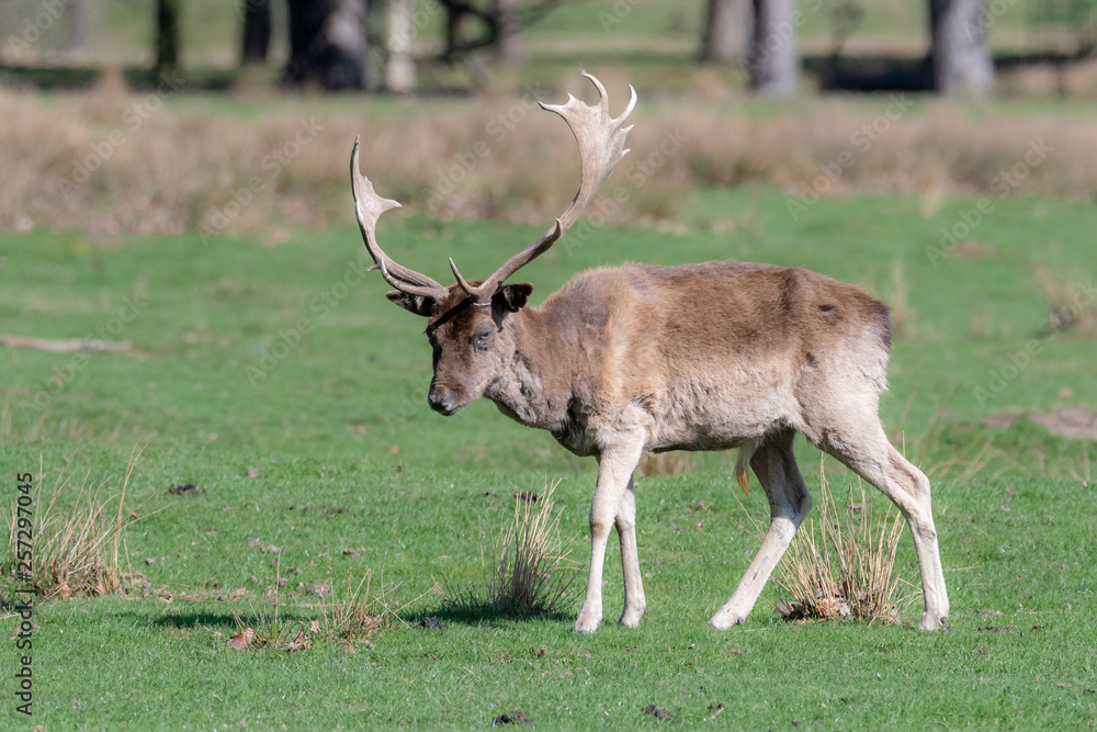 A male fallow deer walks through a grassy field A male fallow deer walks through a grassy field