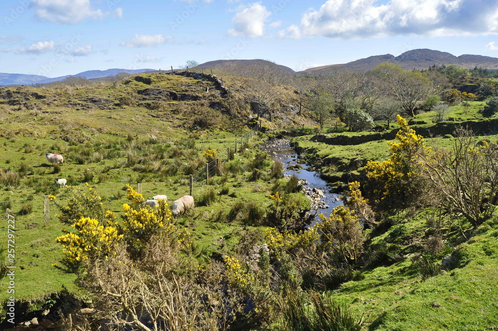 Naklejka premium Countryside Landscape in Kerry, Ireland