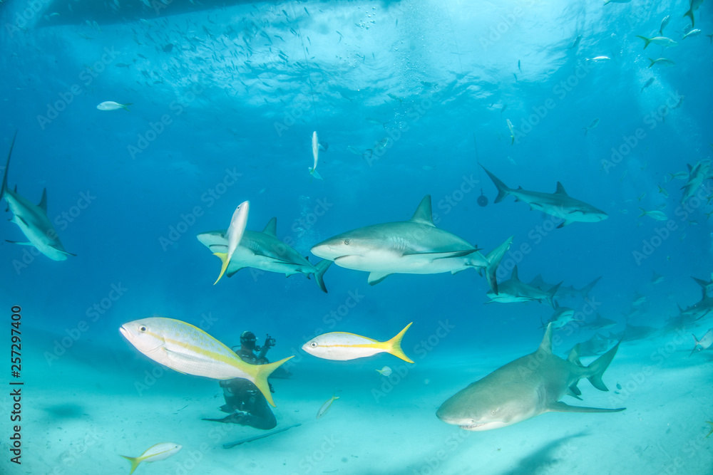 Fototapeta premium Caribbean reef shark and lemon shark at the Bahamas