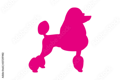 Pet silhouette vector logo for web and print. Pink isolated standing poodle dog and looking to the right.