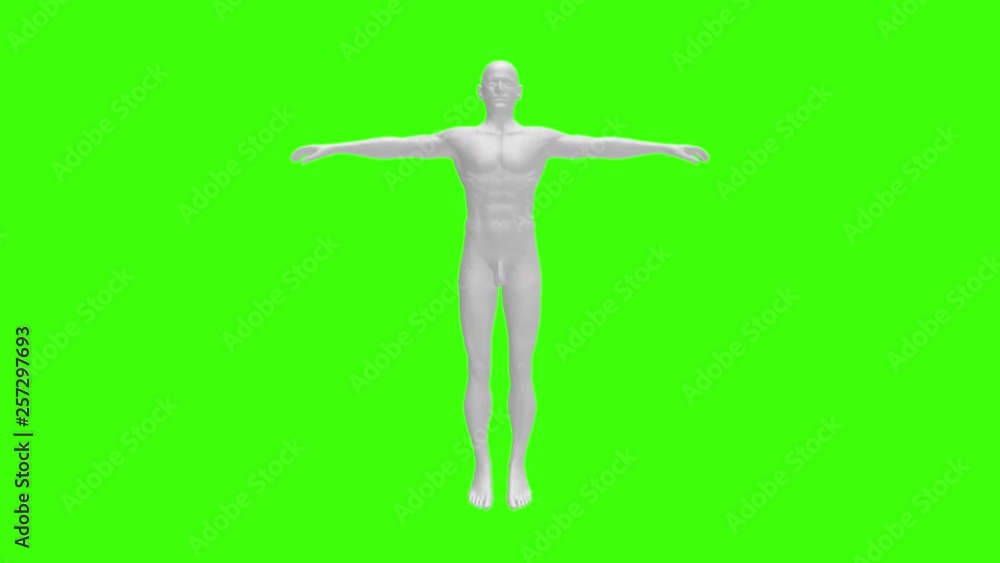 Human Male Body. Rotate Motion. Green Screen 4k footage. 3D Rendering Human Male Body. Rotate Motion. Green Screen 4k footage. 3D Rendering