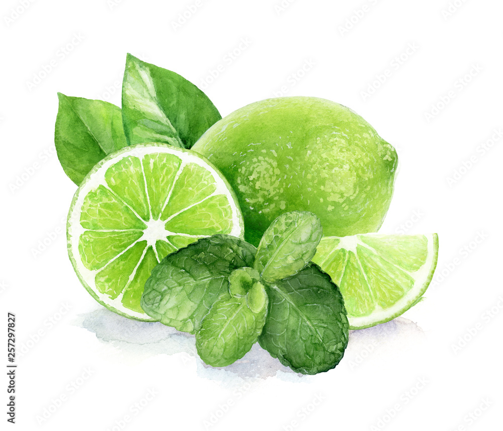Lime and mint watercolor hand drawn illustration.