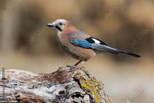 Jay, (Garrulus glandarius), perched on a branch of the forest